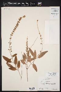 Buddleja racemosa image