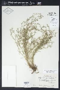 Polypremum procumbens image