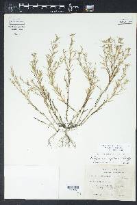 Polypremum procumbens image