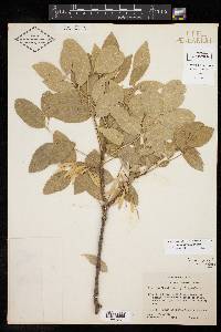 Fraxinus velutina image