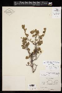 Forestiera pubescens var. parvifolia image