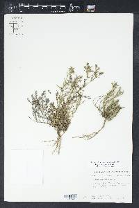 Polypremum procumbens image