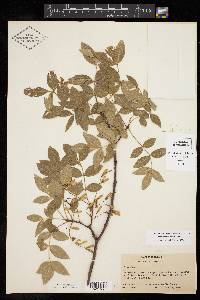 Fraxinus velutina image