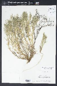 Polypremum procumbens image