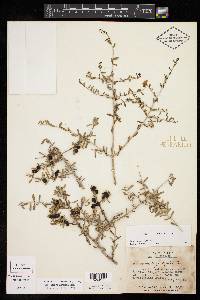 Forestiera angustifolia image