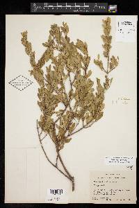 Fraxinus greggii image