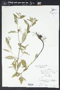 Mitreola petiolata image