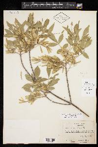 Fraxinus velutina image