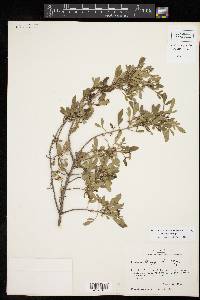 Fraxinus greggii image