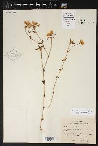 Sabatia campestris image