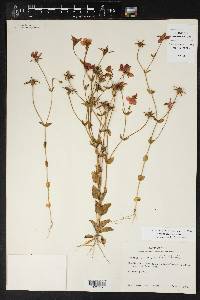 Sabatia campestris image