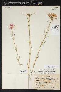 Sabatia gentianoides image