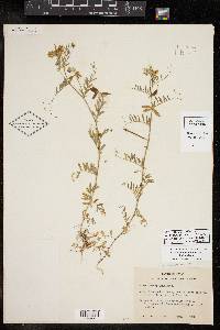 Vicia ludoviciana image