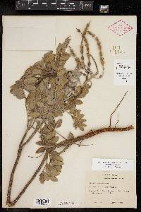 Sophora tomentosa image