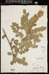 Sophora tomentosa image