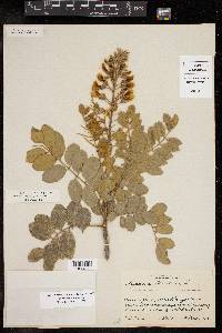 Sophora tomentosa image