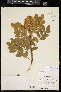 Dermatophyllum secundiflorum image