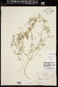 Vicia ludoviciana image