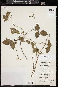Vigna luteola image
