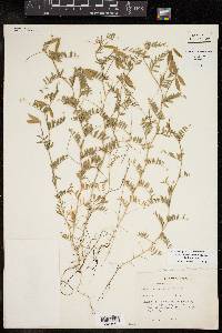 Vicia ludoviciana image