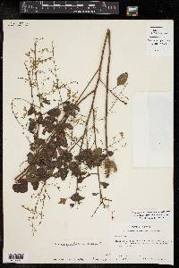 Desmodium glabellum image