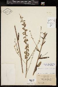 Desmodium sessilifolium image