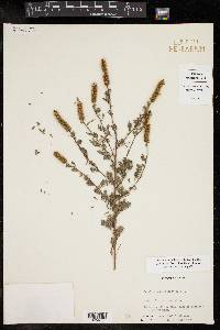 Dalea grisea image