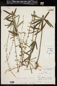 Desmodium sessilifolium image