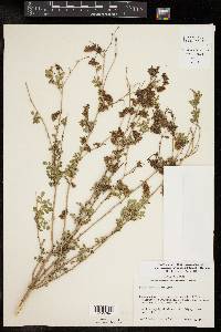 Dalea scandens var. paucifolia image