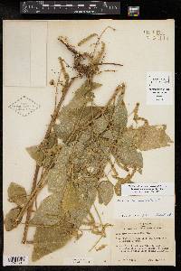 Desmodium canescens image