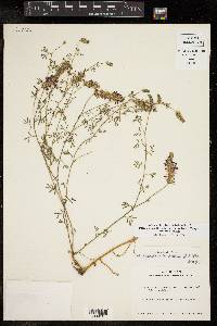 Dalea pogonathera var. walkerae image