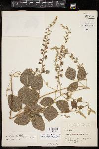 Rhynchosia latifolia image