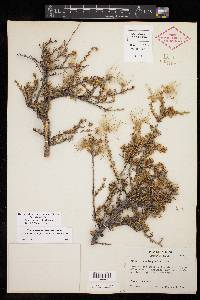 Purshia ericifolia image