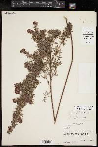 Lespedeza virginica image