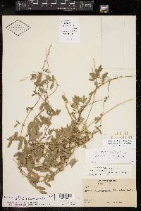 Rhynchosia senna image