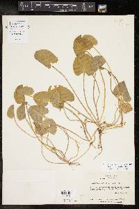 Centella asiatica image