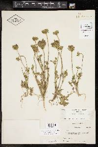 Daucus pusillus image