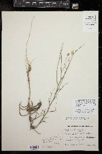 Croptilon divaricatum image