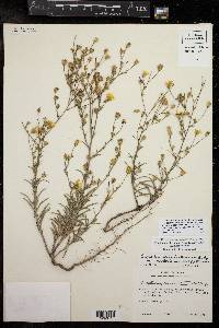 Croptilon hookerianum var. hookerianum image