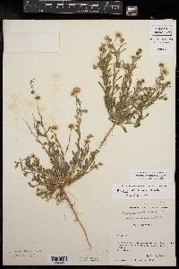 Erigeron divergens image