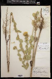 Grindelia ciliata image