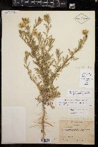 Machaeranthera tanacetifolia image