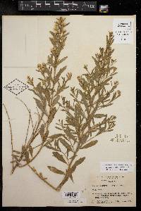 Baccharis salicina image