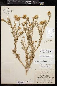 Machaeranthera tanacetifolia image