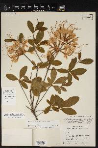 Rhododendron canescens image