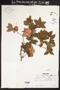 Rhododendron obtusum image