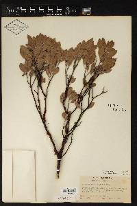 Arctostaphylos pungens image