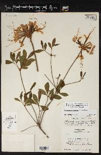 Rhododendron canescens image