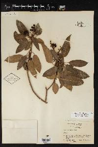 Arbutus xalapensis image