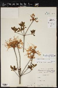 Rhododendron canescens image